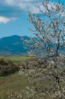 Vista dal parco Faunistico a primavera (31kb)